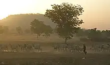 La photo représente des bergers africains poussant leur bétail. Les détails sont floutés par le crépuscule et la poussière soulevée par les bovins