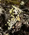 Fulgensia fulgens, au-dessus (en jaune) Psora decipiens, en dessous (en rouge).