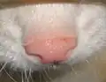Nez rose du furet albinos.