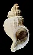 Fusitriton oregonensis