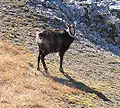 Rupicapra rupicapra