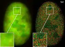 Noyau d'une cellule de cancer des os (technique dite dual-color localization microscopy ou 2CLM pour les anglophones). Image obtenue par fluorescence de marqueurs fusionnés avec les protéines GFP et RFP, pour 120&nbsp;000 molécules localisées dans une zone restreinte (de 470&nbsp;µm2).