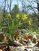 Gagea spathacea
