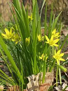 Gagée jaune