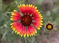 La fleur Gaillarde qui est depuis 2015 le symbole floral de la Wallonie.
