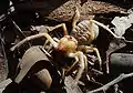 Galeodes sp. (Solifugae)
