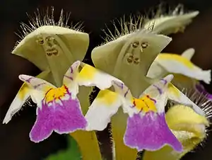Une fleur de la famille des lamiacées : Galeopsis speciosa