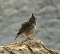 Cochevis huppé(Galerida cristata).