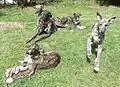 Galga avec ses petits