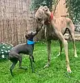 Petit lévrier italien et galgo