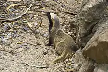 Galictis cuja ou grison