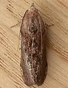 Galleria mellonella