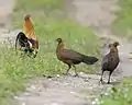 Un coq (à gauche) et deux poules dans le parc national de Kaziranga dans l’Assam (Inde)