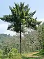 Garcinia gummi-gutta mature, Kerala, en Inde.