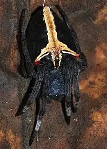 Parawixia dehaani