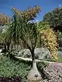 Beaucarnea stricta.
