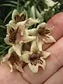 Fleurs de P. doratoxylon