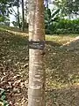 Phyllanthus roseus