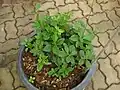 Plante en pot