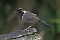 Garrulaxe bruyant