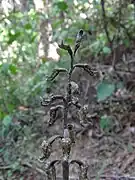 Gastrodia cooperae
