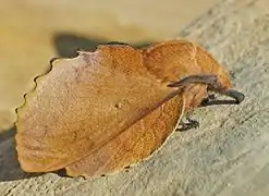Gastropacha (Gastropacha) quercifolia  (Linnaeus, 1758)