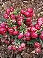 Gaultheria mucronata 'Bell's Seedling'.