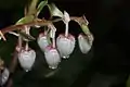 Détail des fleurs.