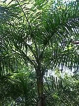 Gaussia maya
