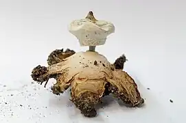 Geastrum striatum