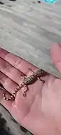 Gekko monarchus.