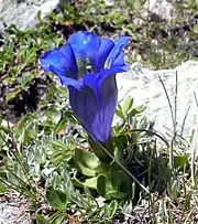 Photographie d'une fleur qui a une corolle gamopétale bleu foncé, un feuillage très discret en rosette basilaire, implantée dans une prairie verdoyante.
