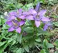 Gentiane (Gentianella aspera, Gentianales, Gentianaceae)