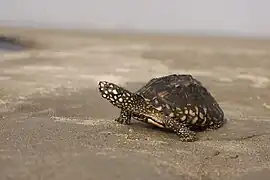 Geoclemys hamiltonii