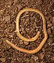 Lithobiomorpha