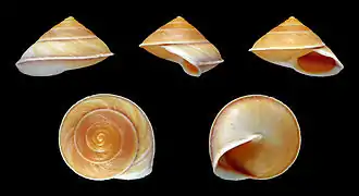 Geophorus agglutinans (Neritopsina).