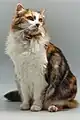 Robe écaille-de-tortue, tabby et blanc.