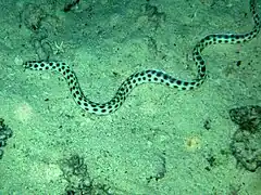 Myrichthys maculosus
