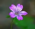 Géranium noueux.