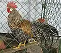 Un coq Legbar crème barré.