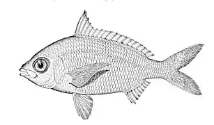 Gerres baconensis
