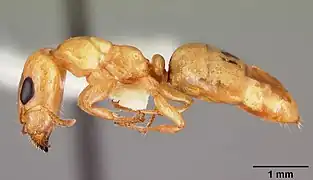 Gesomyrmex howardi spé. casent0102384 de profil.