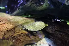 Tortues siamoises
