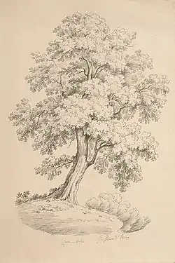 Quercia verde, crayon sur papier, 42,5&nbsp;×&nbsp;28,5&nbsp;cm, collection privée.