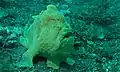 in vivo (Célèbes, Indonésie)