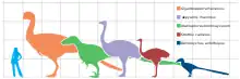 Taille d'Aepyornis maximus (au centre, en violet) comparée à un humain, une autruche (deuxième à partir de la droite en marron, et certains dinosaures théropodes non-aviens). L'espacement de la grille est de 1,0 m.