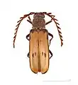 Gigantotrichoderes conicicollis- Muséum de Toulouse