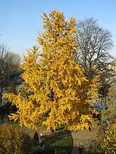 Ginkgo.