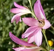 Détail de la fleur