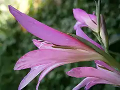 Détail de la fleur